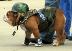 Porterhouse dressed up for the "Beautiful Bulldog Contest" in 2009. (Image from Source 1)