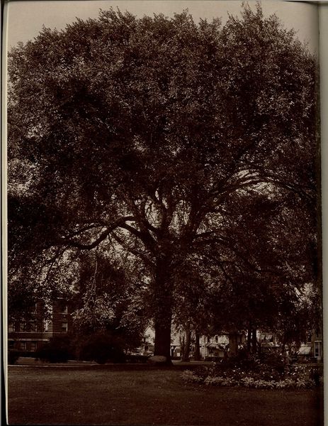 File:Chancellors elm. early 1900s.jpg
