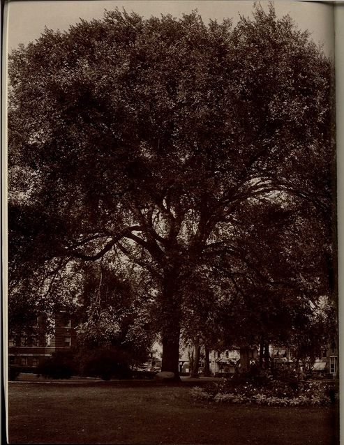 Chancellors elm. early 1900s.jpg