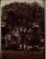 Chancellors elm. early 1900s.jpg
